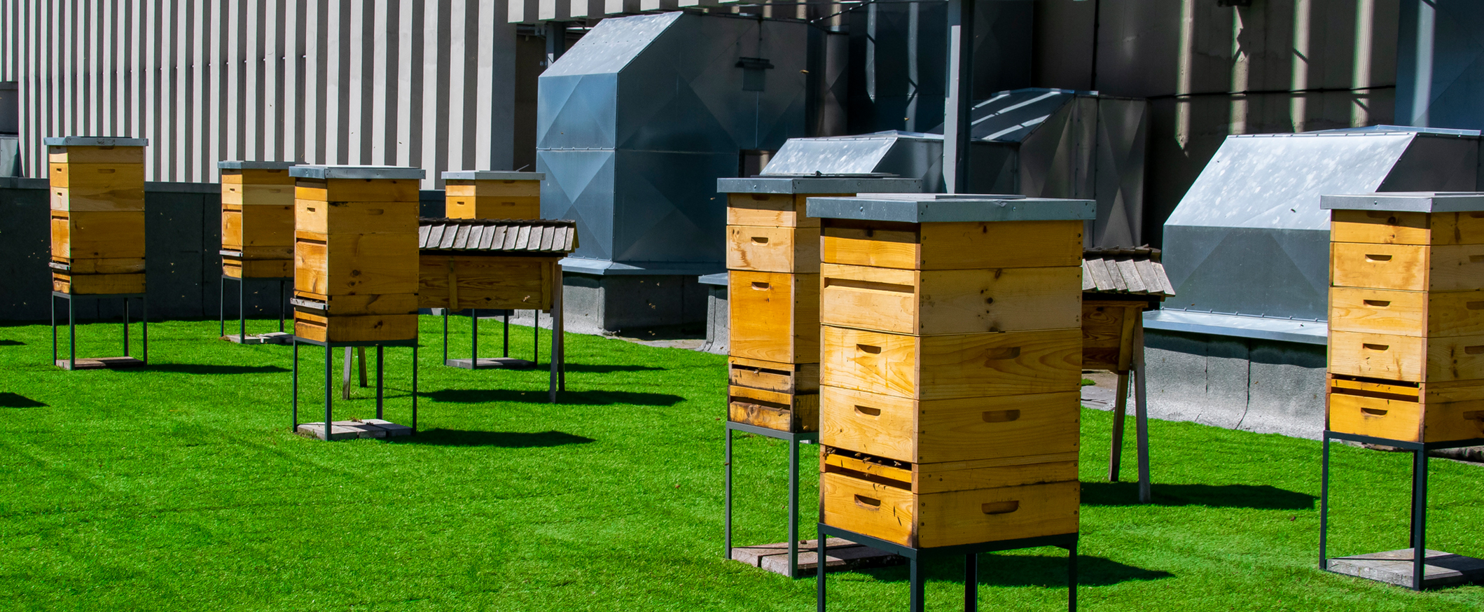 Bee Hives Next to an Industrial unit